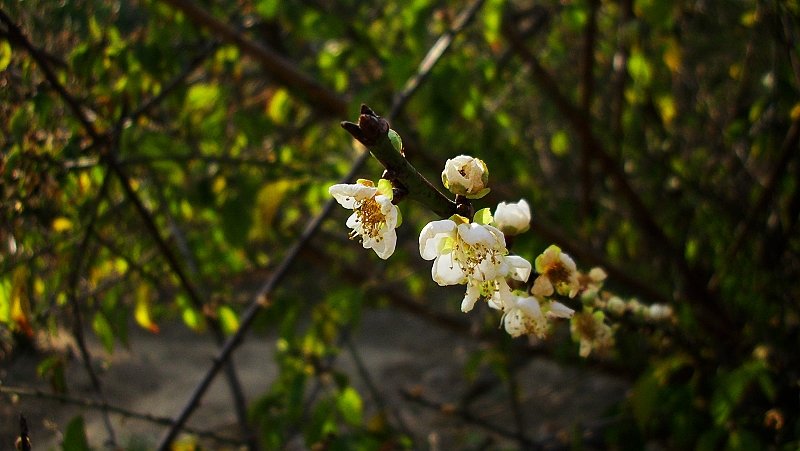 IMG_2061.JPG