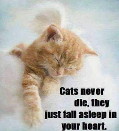 SmartSelect_20190811-194247_Pinterest.jpg
