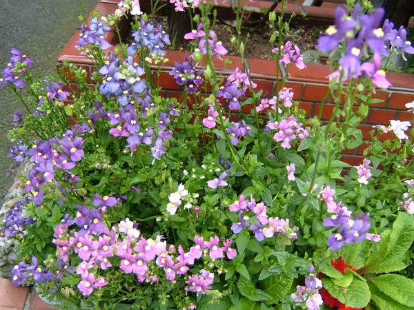 DSCF5023.JPG