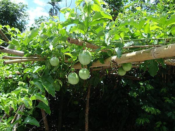 20140628花東四日遊 171