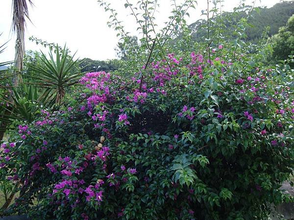 20140628花東四日遊 390