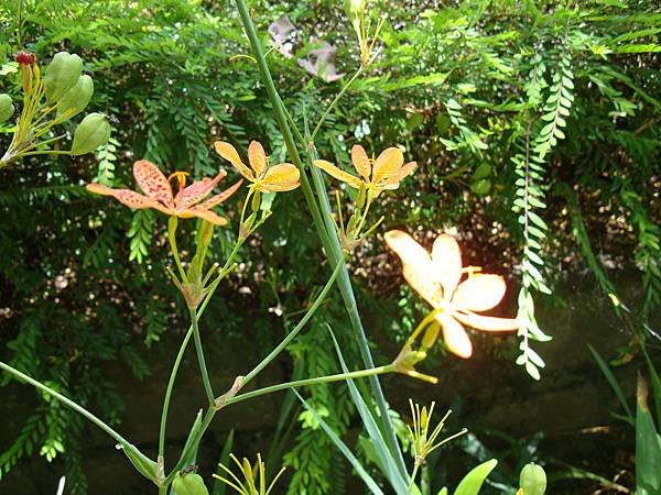 20140628花東四日遊 628