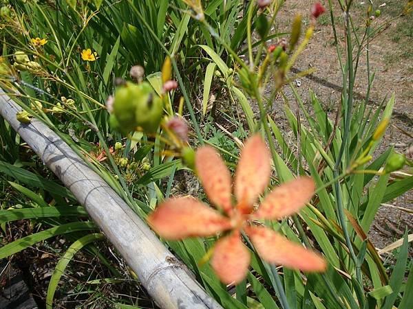 20140628花東四日遊 612