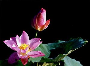 九品-紅荷1