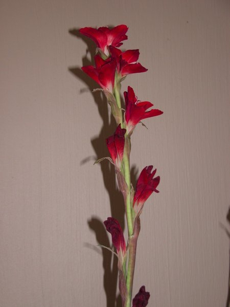 DSCN6546.JPG