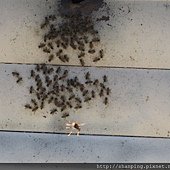 IMG_0683.JPG