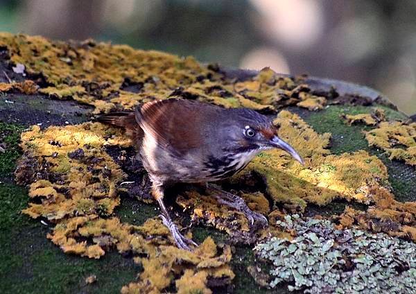 _MG_5817.JPG