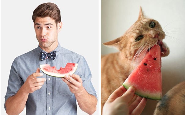 des-hommes-et-des-chatons-men-and-cats-18