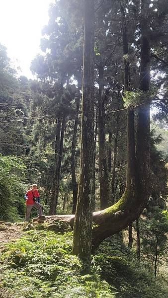 20221030阿里山大凍山步道⛰💪🙆_221031_0.jpg