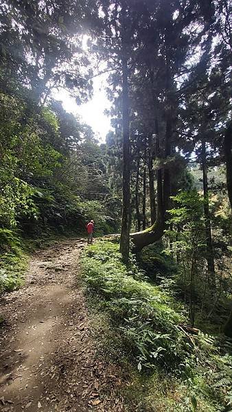 20221030阿里山大凍山步道⛰💪🙆_221031_1.jpg