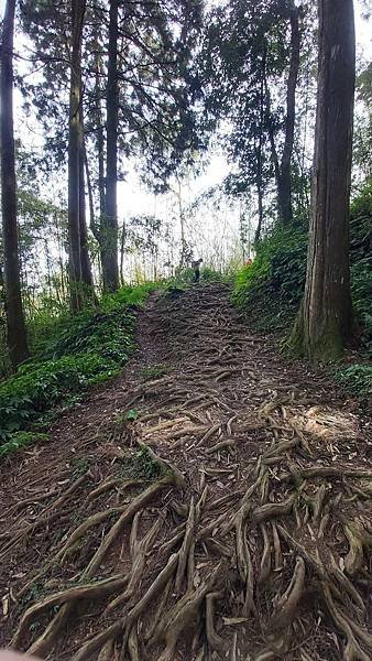 20221030阿里山大凍山步道⛰💪🙆_221031_9.jpg