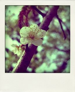 nEO_IMG_nEO_IMG_IMG_3319-pola.jpg