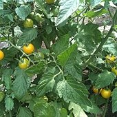 IMG_1254