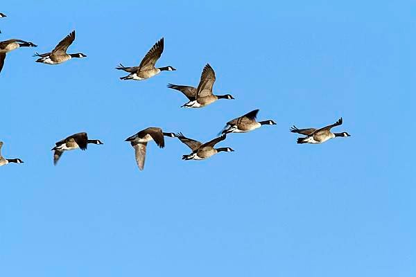 group-of-canada-geese-in-flight-branta-philippe-henry