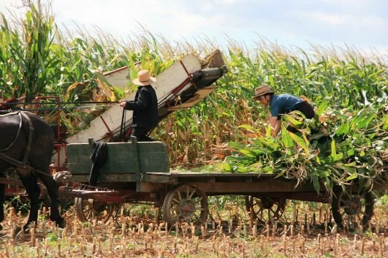 amish-community-farm-work.jpg