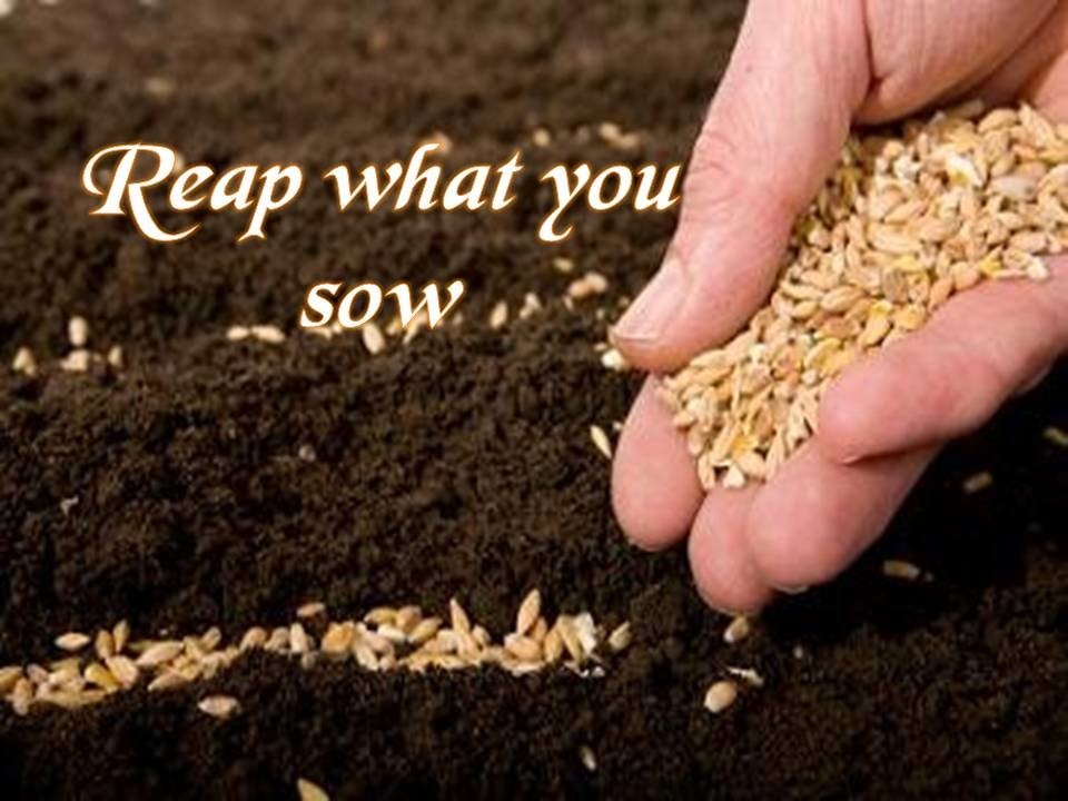 Reap what you sow1.jpg