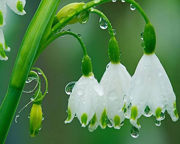 Rain Flowers 1.jpg