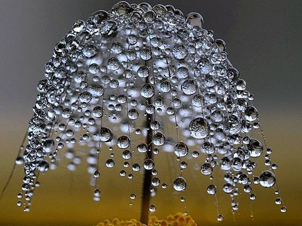 water-drops-plant.jpg