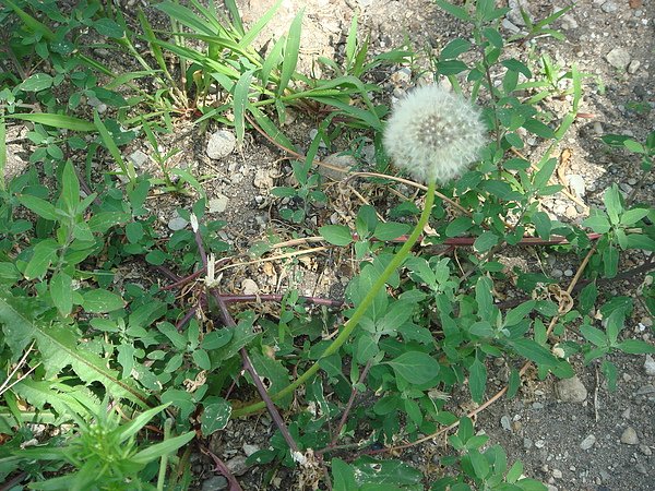 DSC05970.JPG