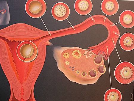 018-生理情況下，排出的卵子於輸卵管內受精，排卵後第六天著床於子宮。