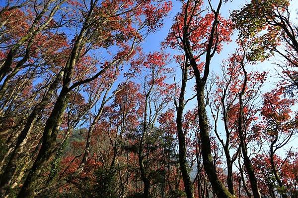稍來山 (1).JPG