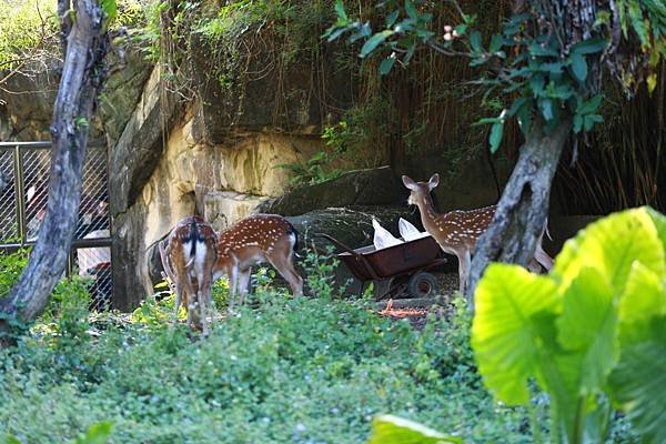 台北市立動物園 (1).JPG