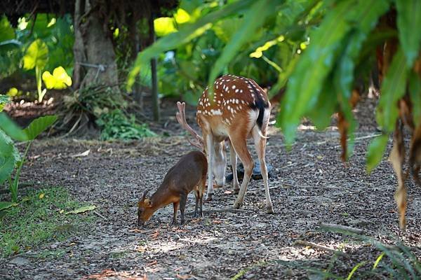 台北市立動物園 (2).JPG