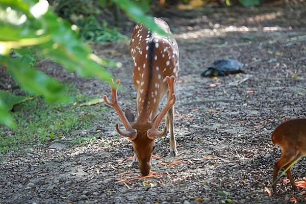 台北市立動物園 (5).JPG