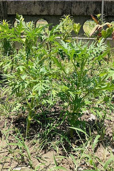 波斯菊-黃色_210710.JPG