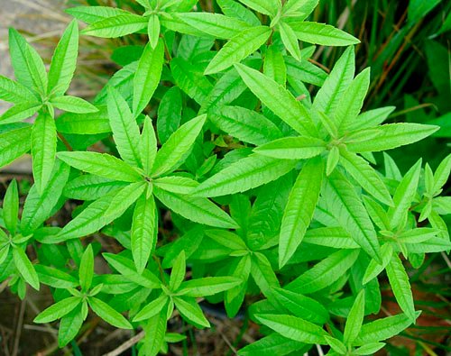 lemon verbena.jpg