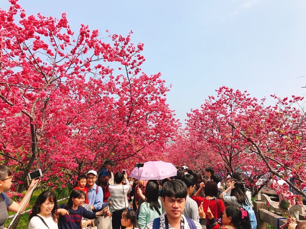 台中大甲泰安派出所看櫻花_180304_0023.jpg