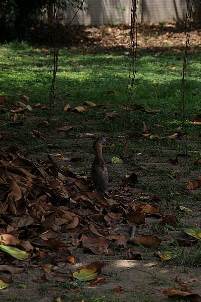 高雄楠梓六號公園(原水果公園)_38.JPG