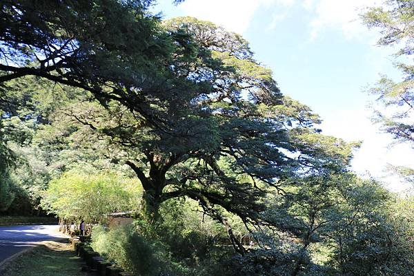 103年10月12日第廿九次露營活動(三)-麟趾山暨玉山登山口_177.JPG