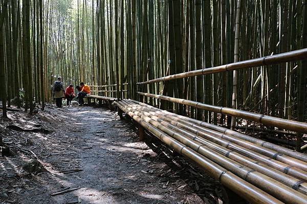 司馬庫斯巨木步道_029.JPG