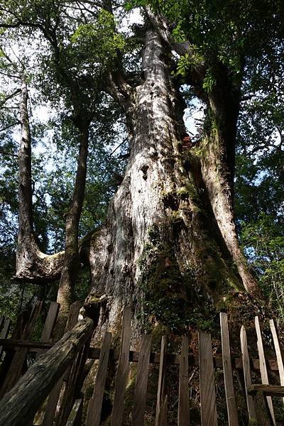 司馬庫斯巨木步道_121.JPG