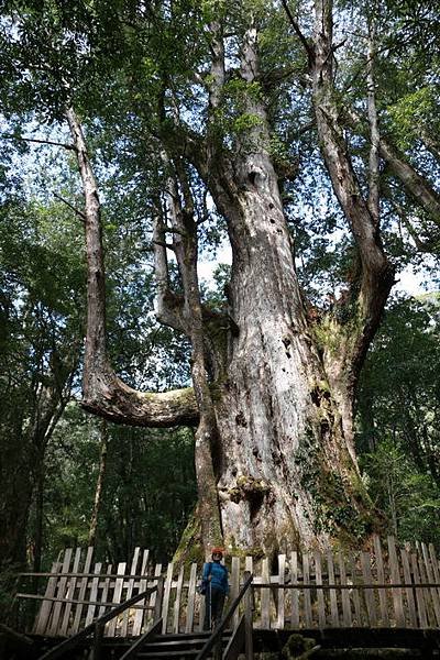 司馬庫斯巨木步道_128.JPG