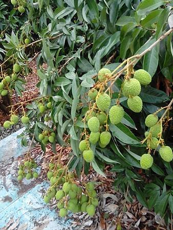 2014-05-09玉荷包即將成熟