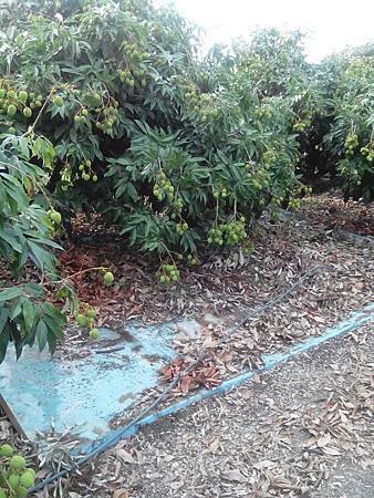 2014-05-09玉荷包即將成熟