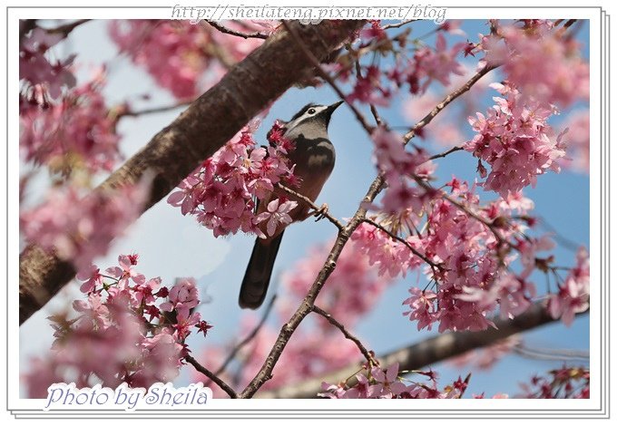 花鳥圖6.jpg