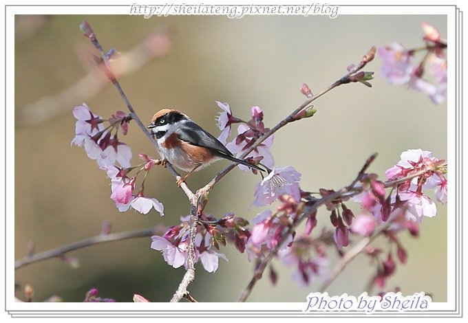 花鳥圖15.JPG