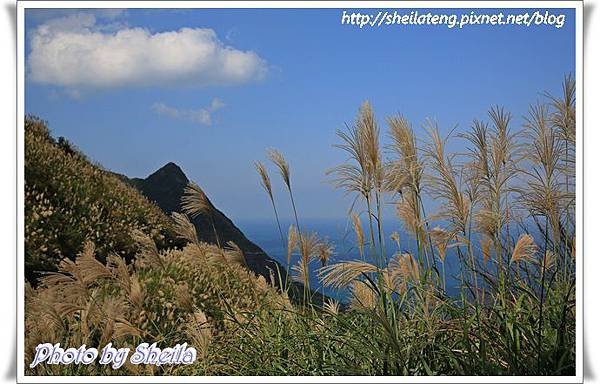 東北角芒花10.JPG