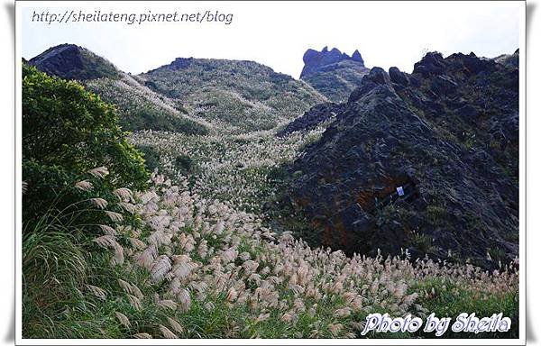 東北角芒花18.JPG