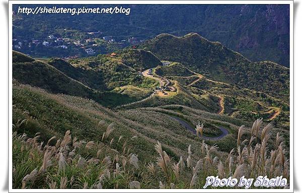 東北角芒花19.JPG