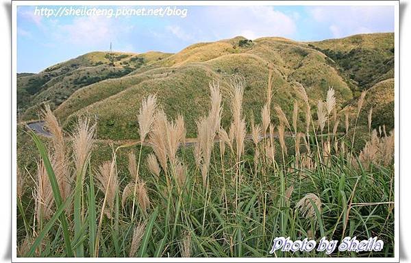 東北角芒花34.JPG