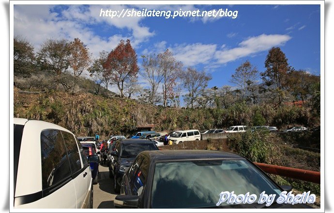柳家梅園9.JPG