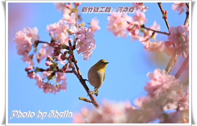 晨曦河津櫻23.JPG