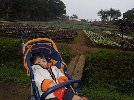 大溪花園農場2.jpg