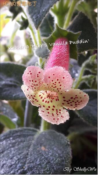 Kohleria %5CHCY%5Cs Vanilla Puddin%5C HCY的香草布丁 20160511_121258.jpg