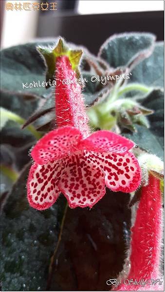 Kohleria %5CQueen Olympus%5C 20160519_131359