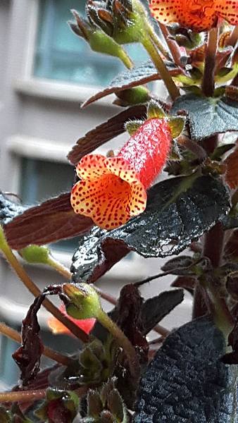 Kohleria %5CBrazil Gem%5C 巴西珠寶 20160325_094707